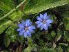 Gentiana - no specimen collected