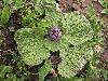 Lamiophlomis rotata (Bentham ex J. D. Hooker) Kudo - no specimen collected