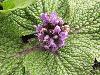 Lamiophlomis rotata (Bentham ex J. D. Hooker) Kudo - no specimen collected