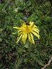 Taraxacum - no specimen collected