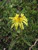 Taraxacum - no specimen collected