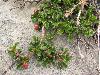 Cotoneaster - no specimens collected
