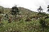 China, Yunnan, Zhongdian (Xianggalila) Xian. Xiaoxue Shan, N side of pass and ridge on W side of pass off highway S217; 28°19'12"N, 99°45'26"E; 3900-3940 m.